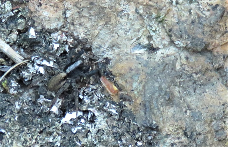 Pardosa lugubris ID